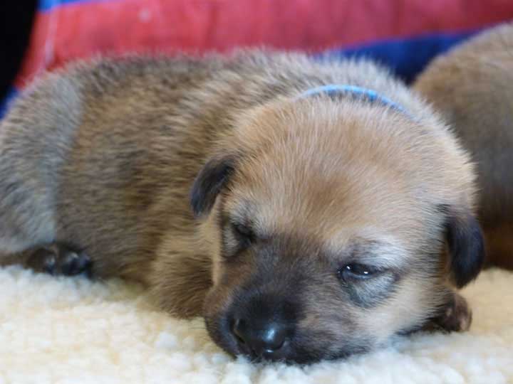 chinook dog
